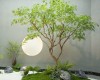 Thảm cỏ – Thảm rêu nhân tạo giá rẻ tại Quy Nhơn: Giải pháp xanh cho không gian sống Thảm cỏ – Thảm rêu nhân tạo giá rẻ tại Quy Nhơn: Giải pháp xanh cho không gian sống